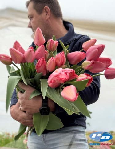 Tulips - Pink Impression