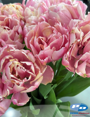 Tulips - Pink Star