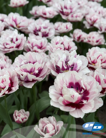 Tulips - Pistache