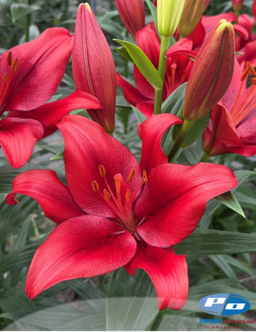 LxA Hybrid Lilies - Poker Face