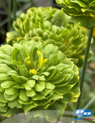 Cloni™ Ranunculus - Cloni Pon Pon Elliot