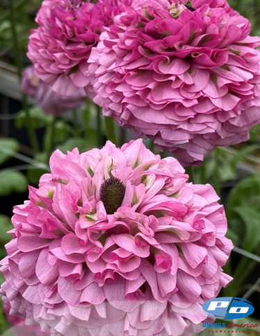 Cloni™ Ranunculus - Cloni Pon Pon Lily