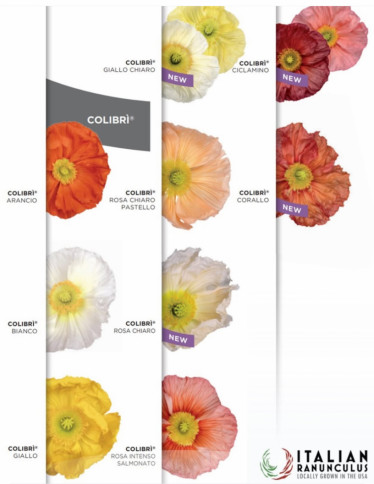 Italian Colibri Poppies - Colibri Poppies Selection
