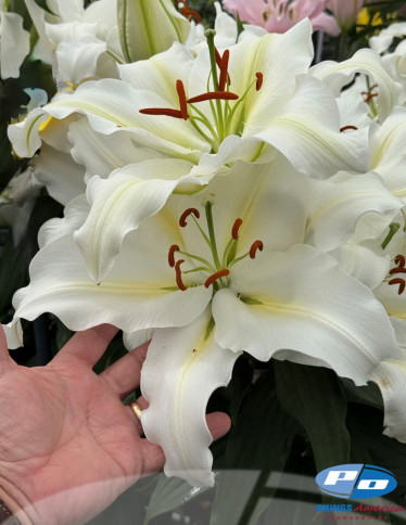 Oriental Hybrid Lilies - Proposal