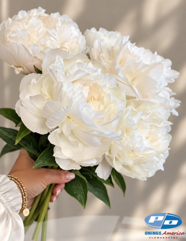 Peonies - Puffed Cotton