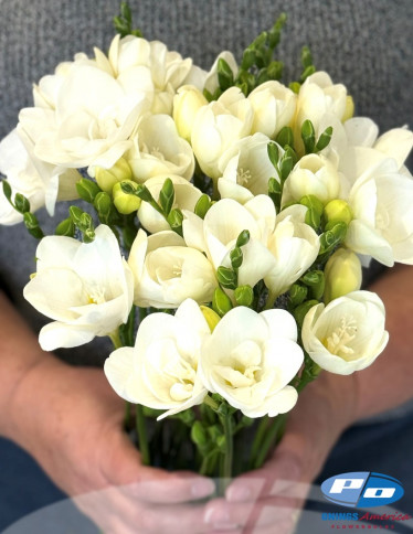 Freesia - Pure Heaven 