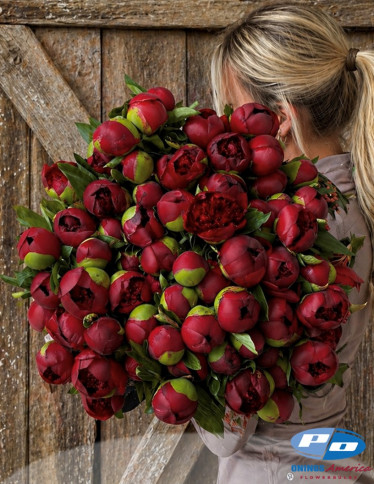 Peonies - Red Charm