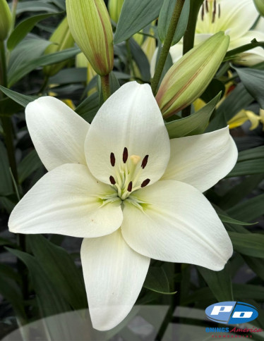 LxA Hybrid Lilies - Richmond