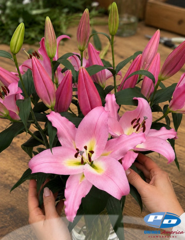 OxT Hybrid Lilies - Seattle