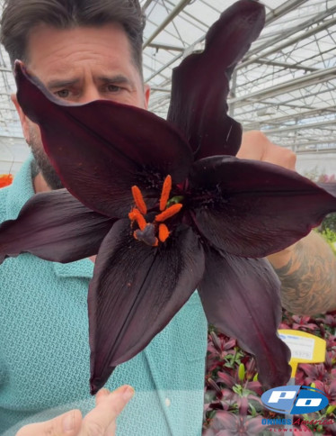Asiatic Lilies - Secret Kiss