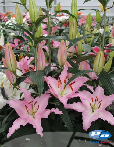 Oriental Hybrid Lilies - Sheila