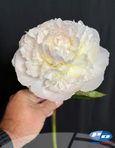 Peonies - Florence Nicholls