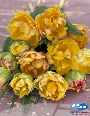 Tulips - Sprinkle Dip