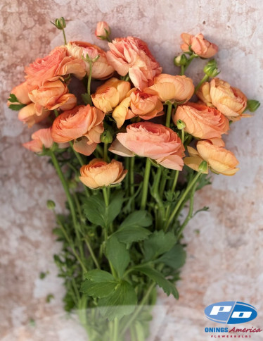 Cloni™ Ranunculus - Cloni Success Honey (Pesca 750pc)