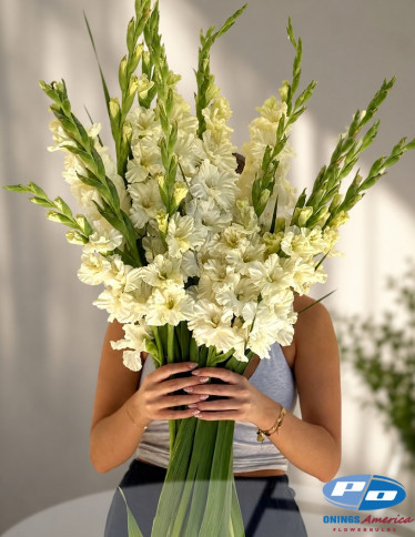 Gladiolus - Sweet Crystal