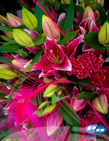 Oriental Hybrid Lilies - Toba