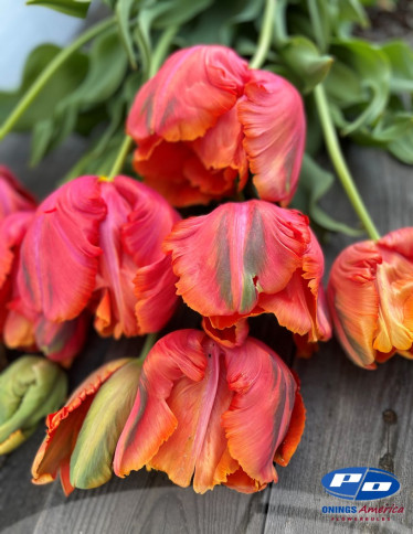 Tulips - Avignon Parrot