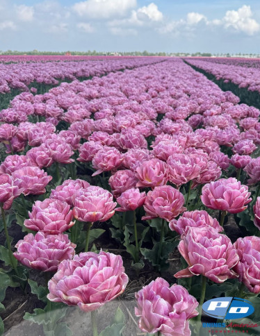 Tulips - Beach Berry