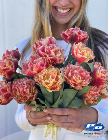 Tulips - Brisbane