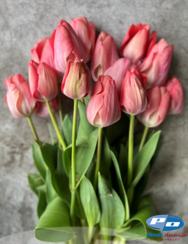 Tulips - Design Impression