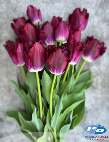 Tulips - Purple Crystal