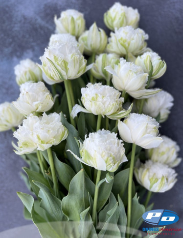 Tulips - Snow Crystal