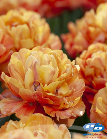 Tulips - Valdivia