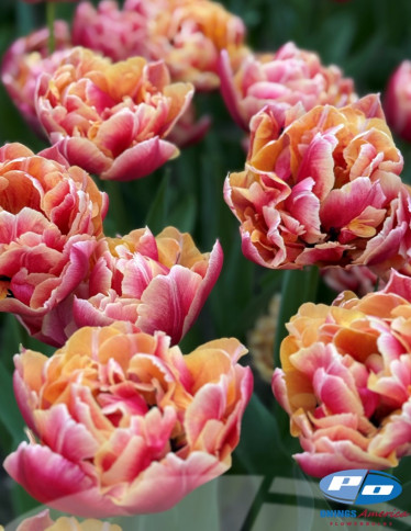 Tulips - Verona Sunrise