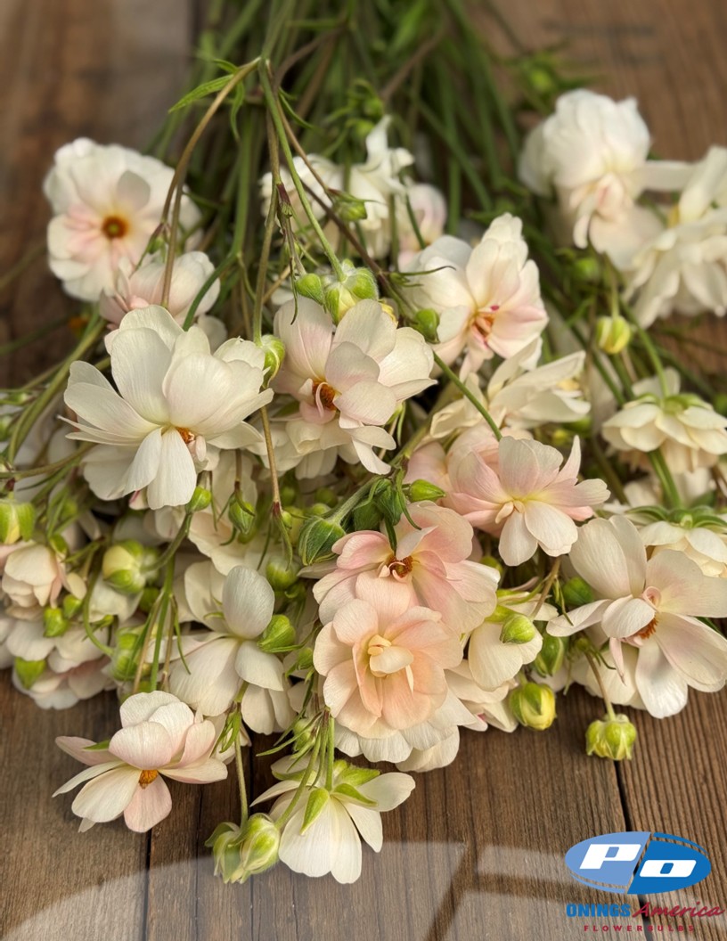 Natura Moderna 1850 (new) - Natura Moderna® Ranunculus Photo #2