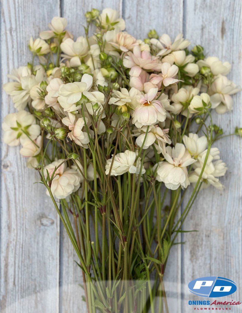 Natura Moderna 1850 (new) - Natura Moderna® Ranunculus Photo #1