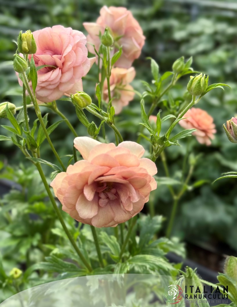 Natura Moderna 1879 (new) - Natura Moderna® Ranunculus