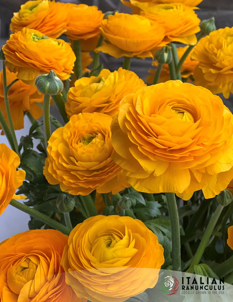 Elegance Giallo 21-10 - Elegance® Ranunculus Photo #2