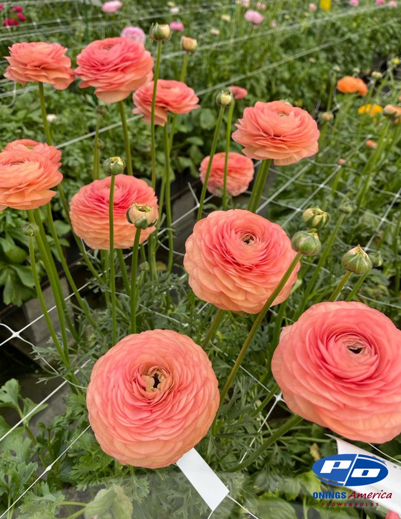 Elegance Salmone 605a - Elegance® Ranunculus Photo #2