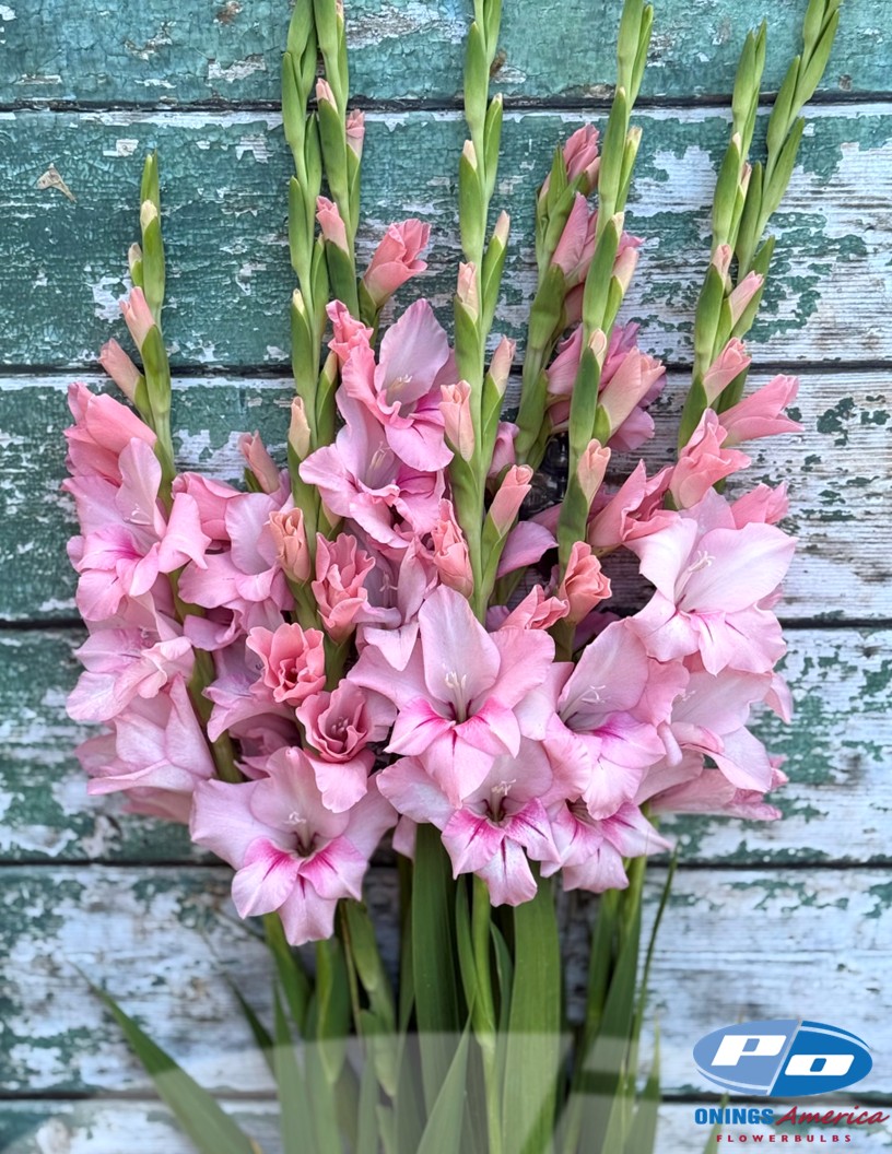 Adrenalin - Gladiolus Photo #1