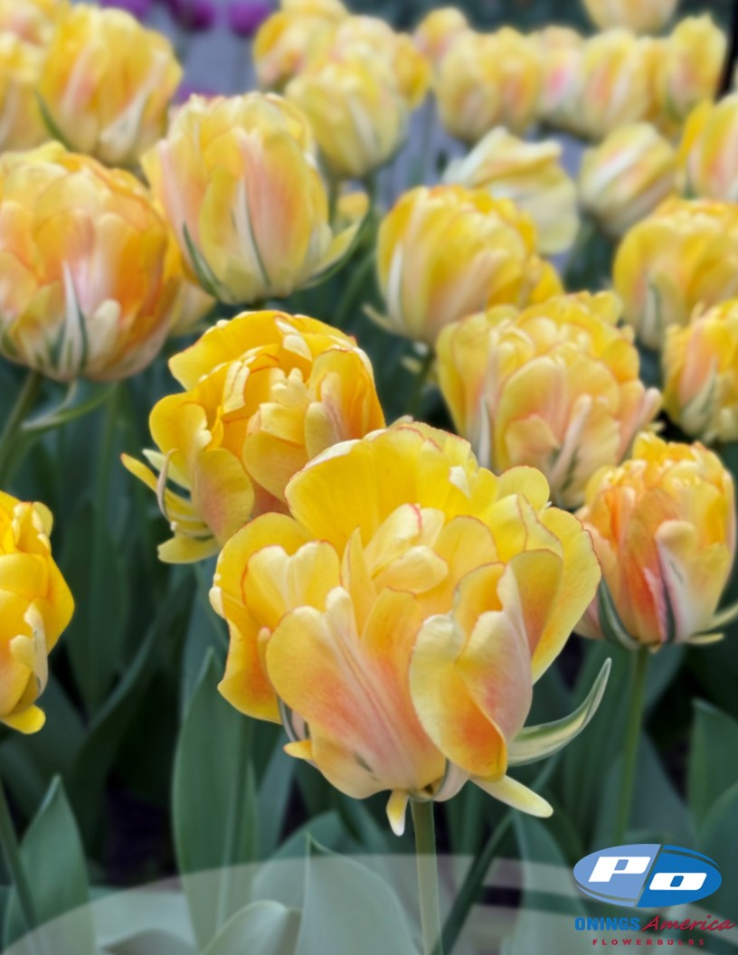Akebono - Tulips Photo #2