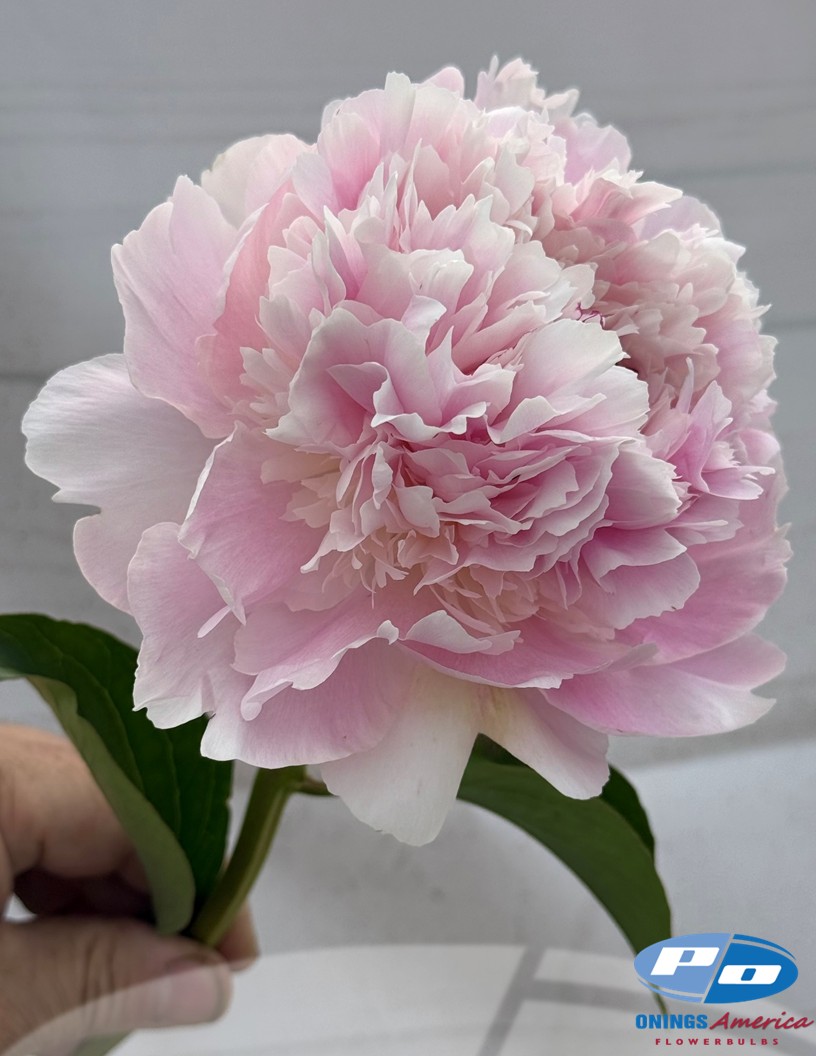 Peony Alertie