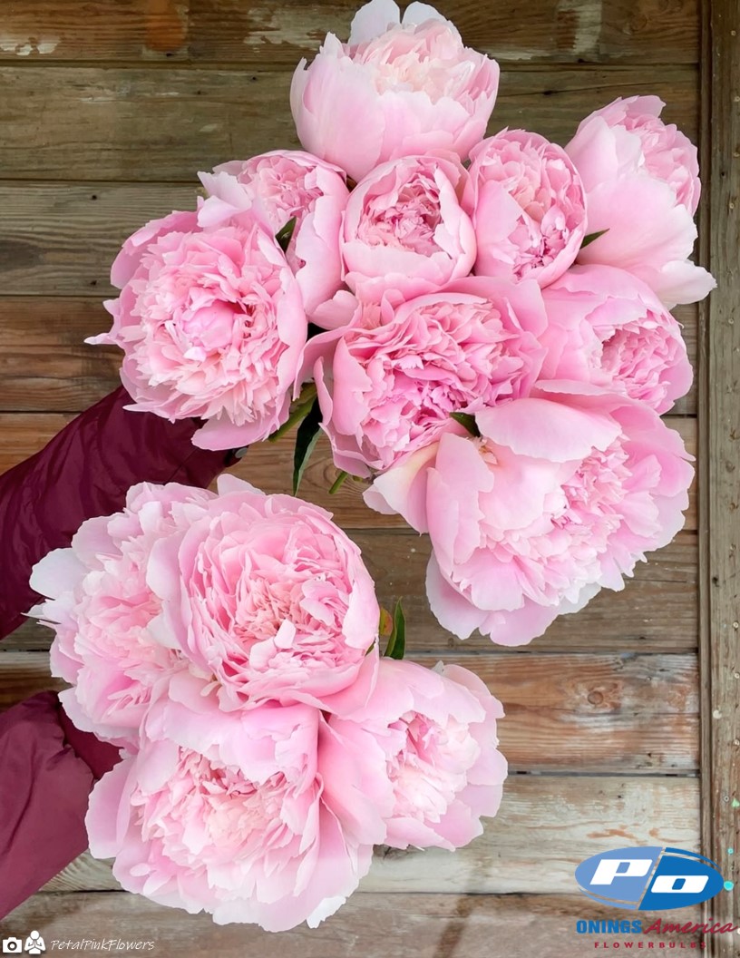 Alertie - Peonies Photo #1