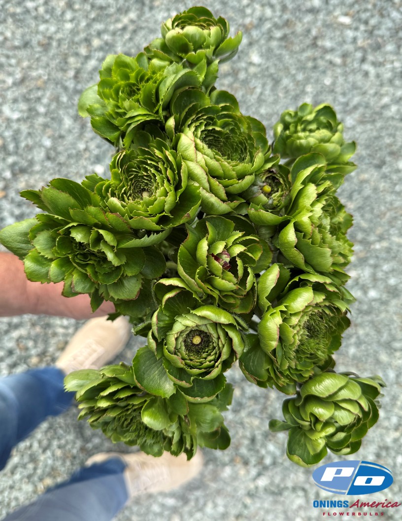 Cloni Success All Green - Cloni® Ranunculus Photo #2