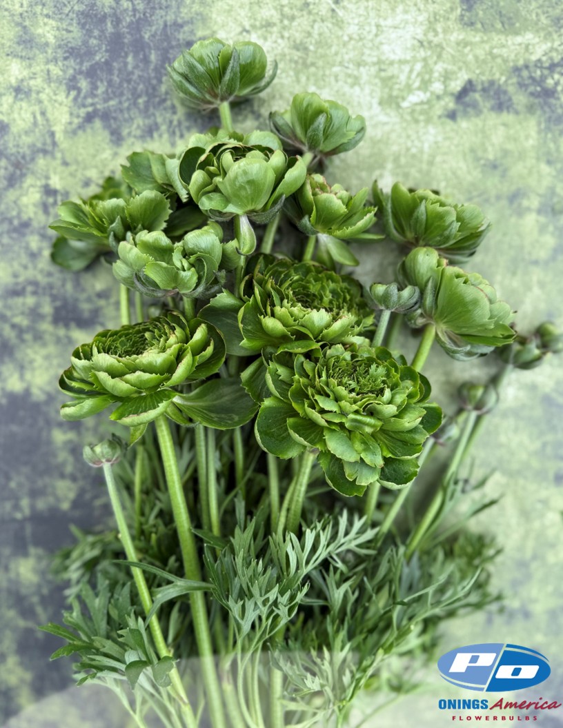 Cloni Success All Green - Cloni® Ranunculus Photo #1