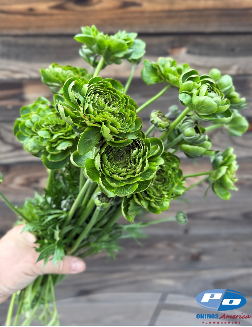 Cloni Success All Green - Cloni® Ranunculus Photo #2