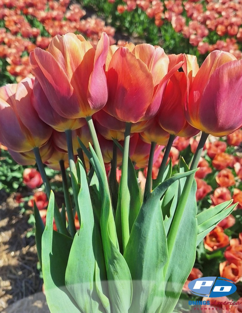 Amaru - Tulips Photo #1
