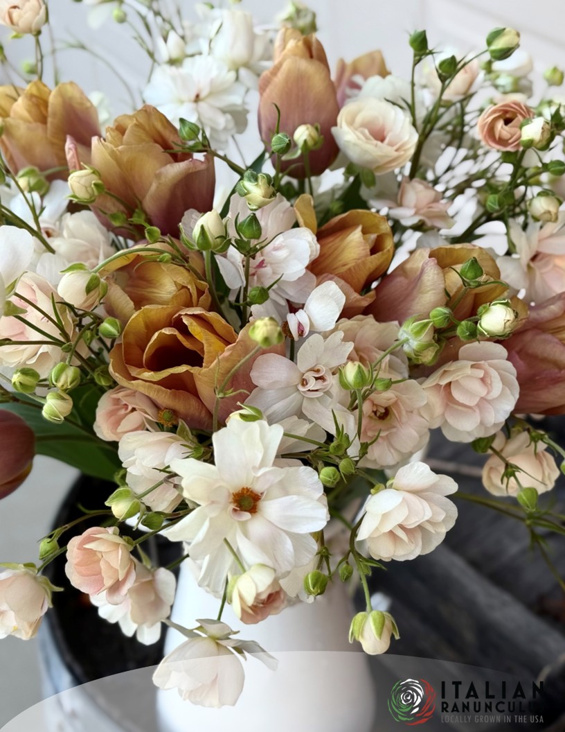 Amaru - Tulips Photo #2