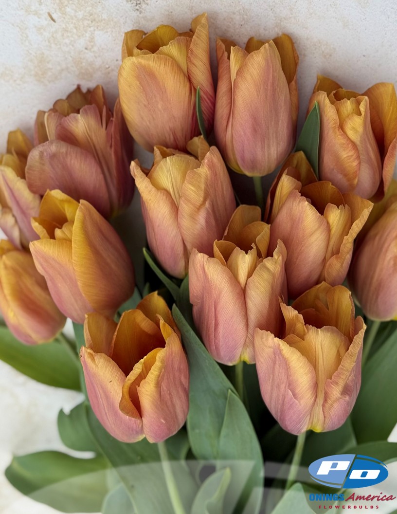 Amaru - Tulips Photo #2