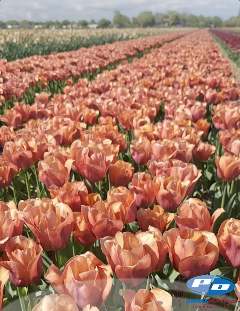 Amaru - Tulips Photo #2