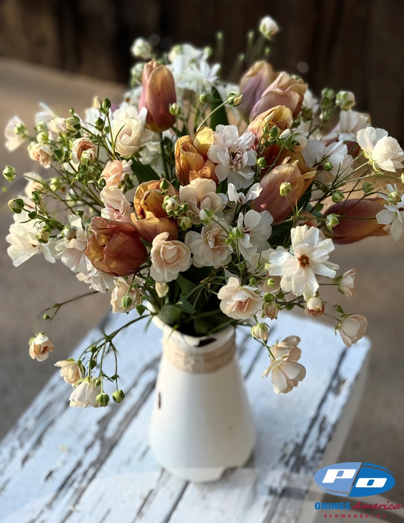 Amaru - Tulips Photo #2