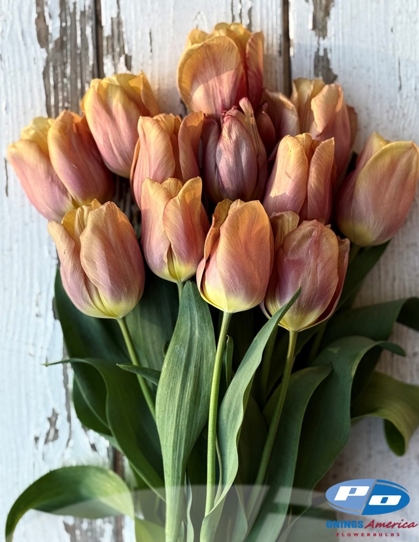 Amaru - Tulips Photo #1