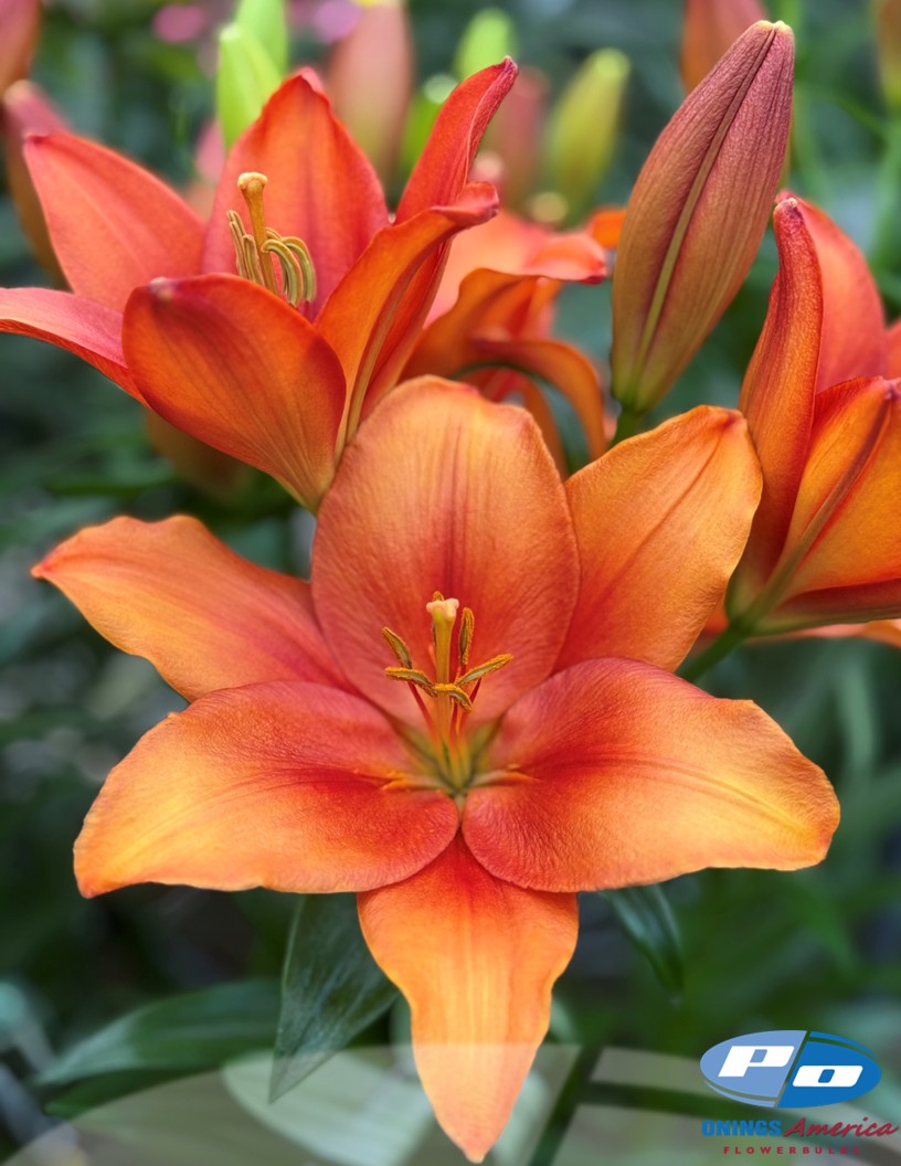 Amber Waves - LxA Hybrid Lilies Photo #1