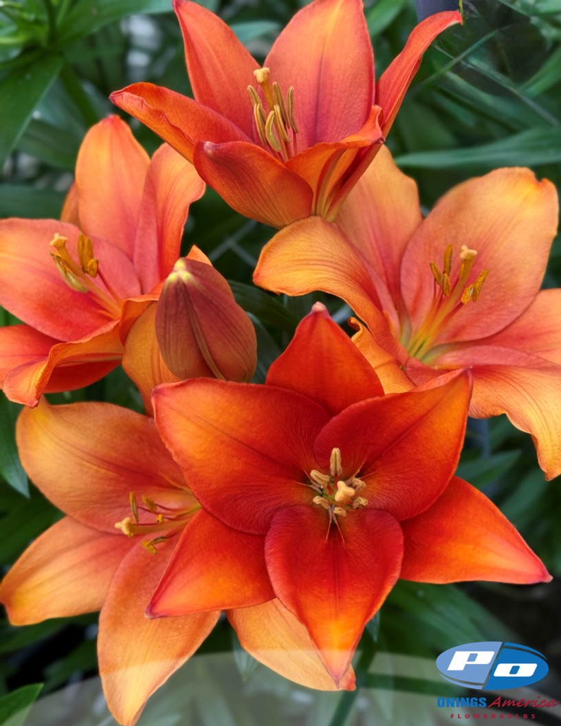 Amber Waves - LxA Hybrid Lilies Photo #2