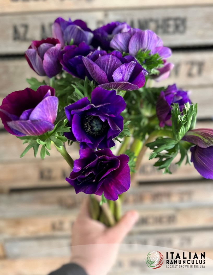 Growing tip Anemone - Mistral Anemone Photo #2