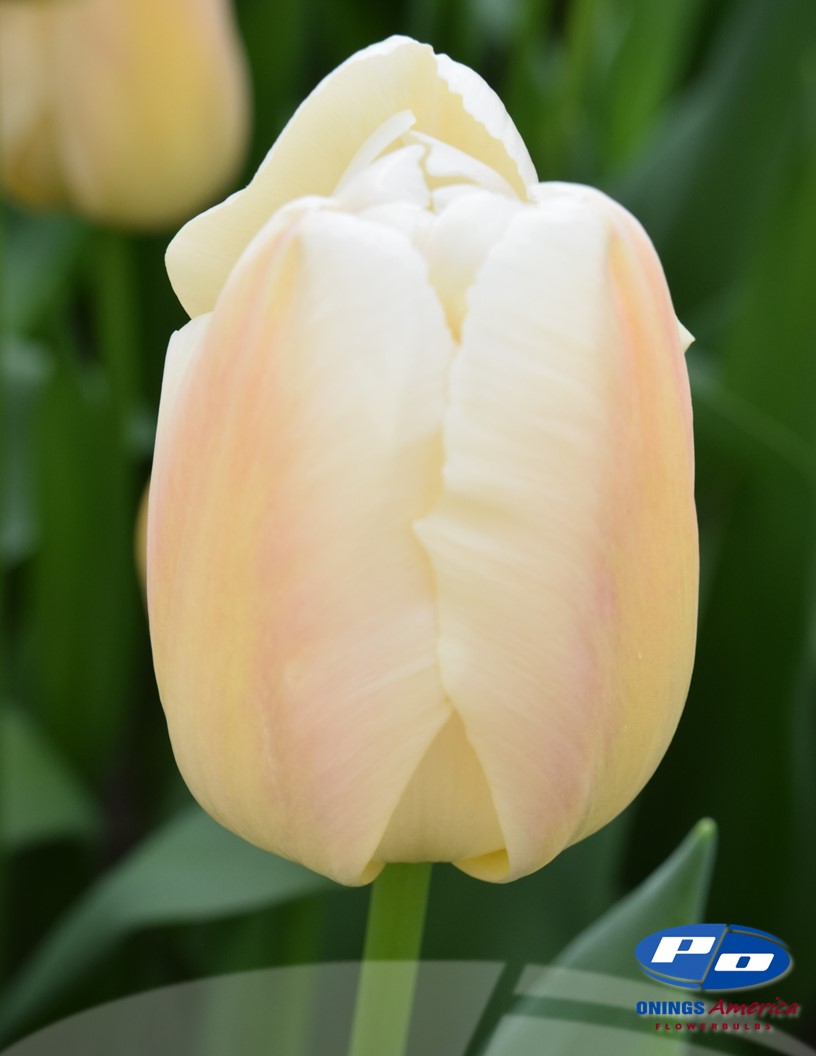 Apricot Pride - Tulips Photo #2